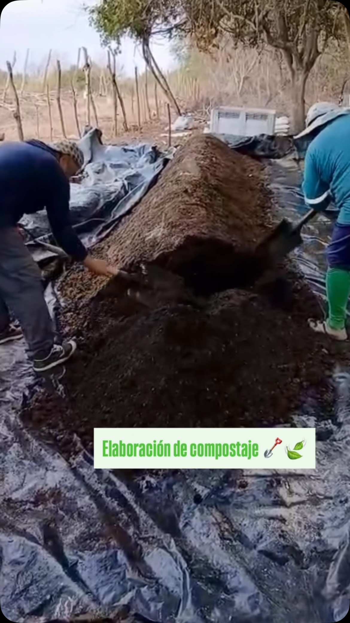 Agricultores de San Lorenzo diversifican producción con cebolla híbrida y compostaje